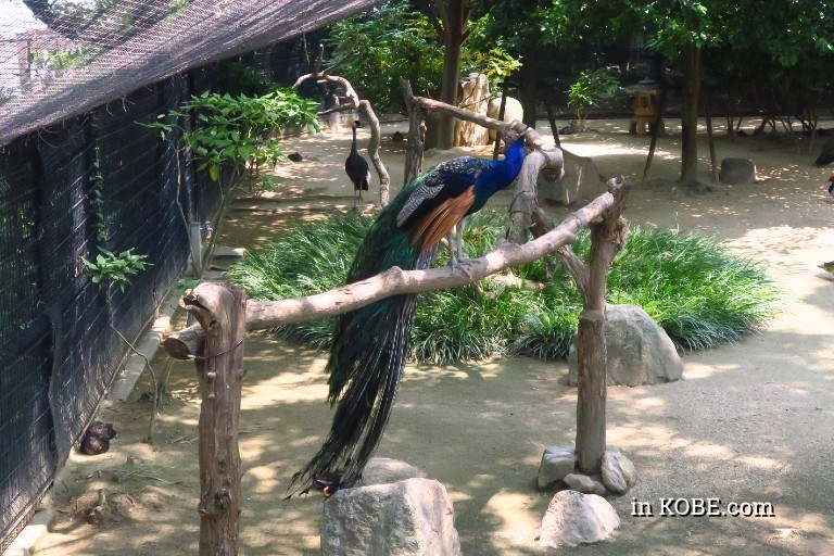 王子動物園